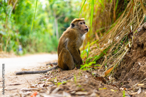 Photography monkey looking for food