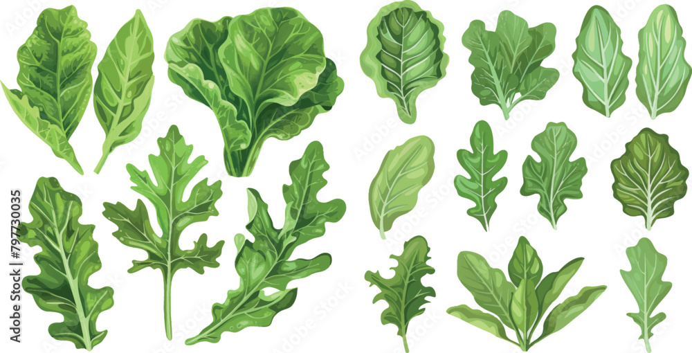 Green salad leaves. Vector vegetarian healthy food leaf set Green salad leaves. Vector vegetarian healthy food leaf set