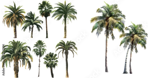 Palm trees vector © ZinetroN