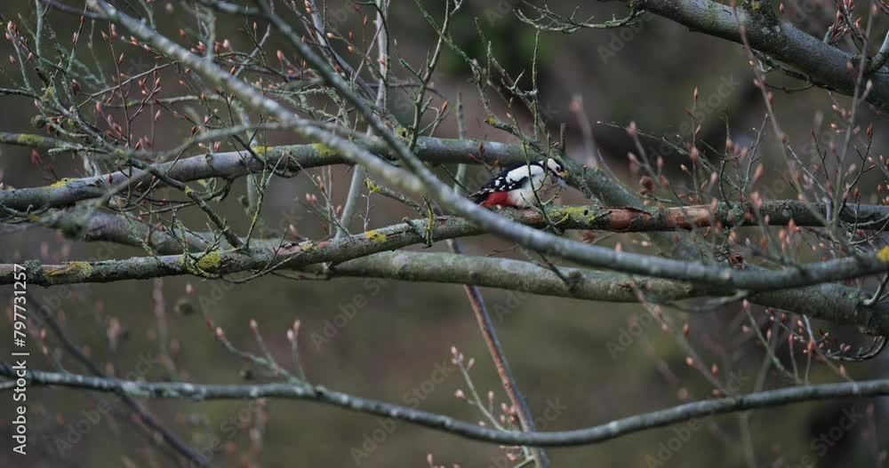 Great spotted woodpecker knocking on a tree branch to attract a mate in daytime with blur background Great spotted woodpecker knocking on a tree branch to attract a mate in daytime with blur background