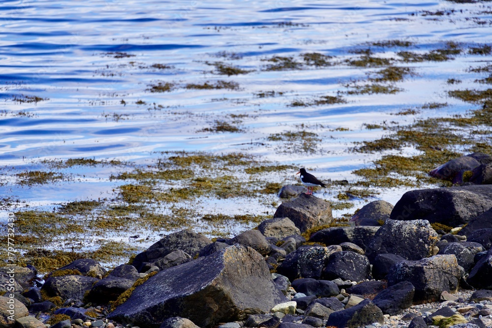Eurasian oystercatcher on the shore near Torvikbukt in Batnfjorden, Norway. Eurasian oystercatcher on the shore near Torvikbukt in Batnfjorden, Norway.