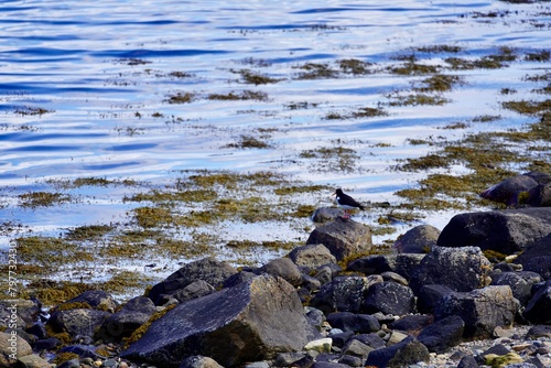 Eurasian oystercatcher on the shore near Torvikbukt in Batnfjorden, Norway.