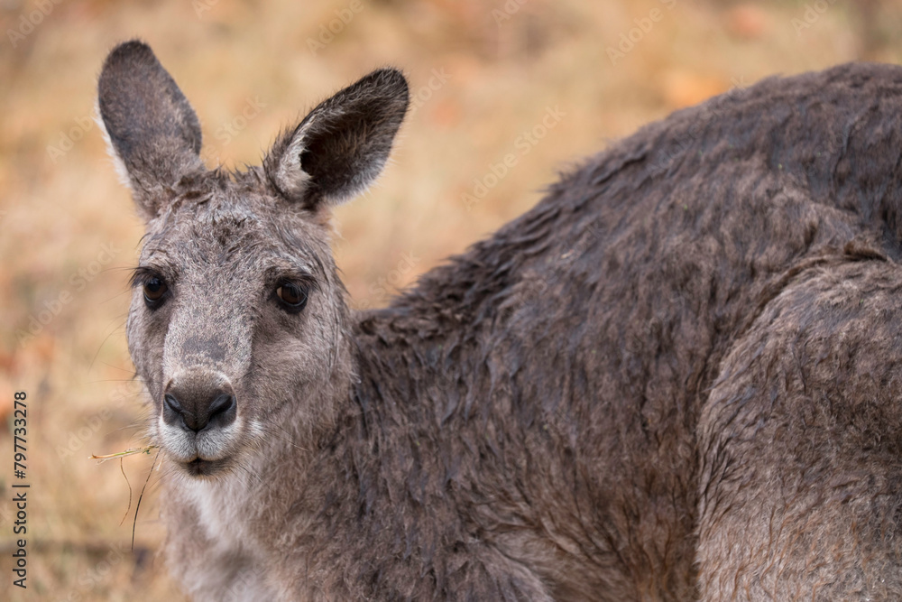 Front view of a kangaroo looking to the camera, in a field in the Grampians, Australia