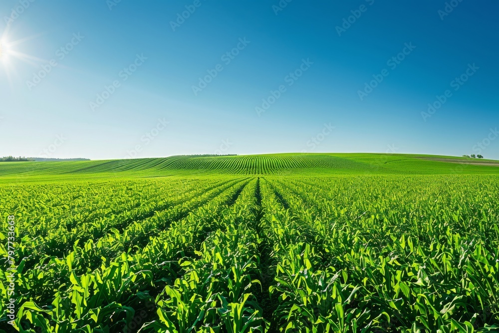Vibrant green cornfield rows stretching under a clear blue sky on a sunny day.