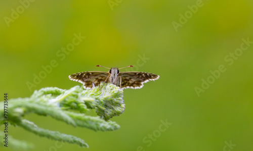 a tiny hoppy butterfly at rest, Pyrgus armoricanus photo