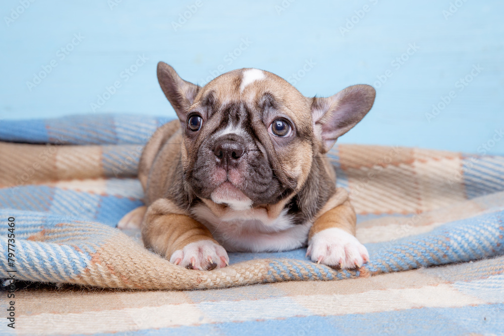 cute little french bulldog puppy on blue background, cute pet concept
