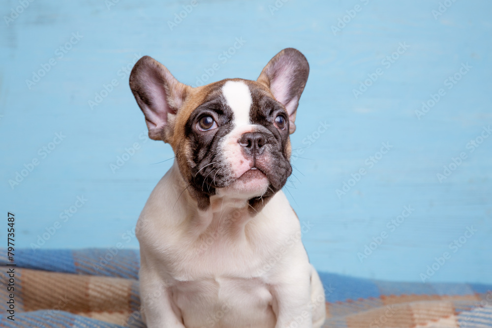 cute little french bulldog puppy on blue background, cute pet concept