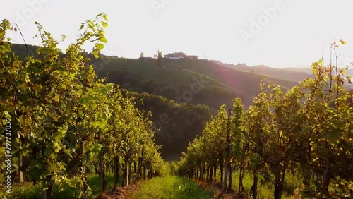 grapevine field in styria Austria photo