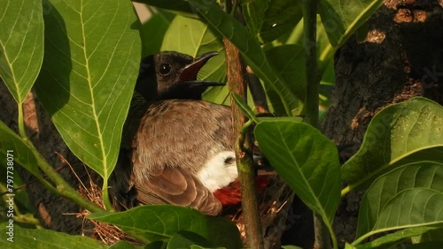 Red vented bulbul in nest - eggs. photo