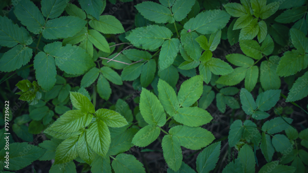dense vegetation in the forest, top view dense vegetation in the forest, top view