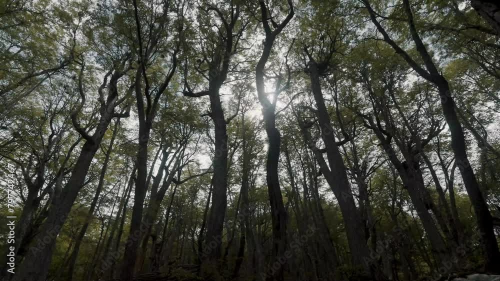 Sunlight Shining Through The Trees In The Forest. - static shot Sunlight Shining Through The Trees In The Forest. - static shot