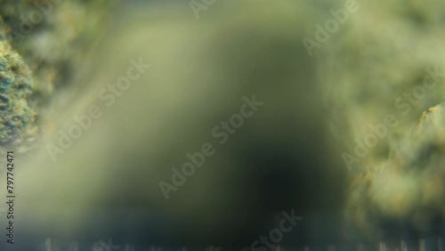 Wallpaper Mural Macro rotating video of a cannabis plant, hybrid strains, crisp sativa, marijuana flower, 4K video, studio lighting, magical blur, smooth tilt up movement Torontodigital.ca