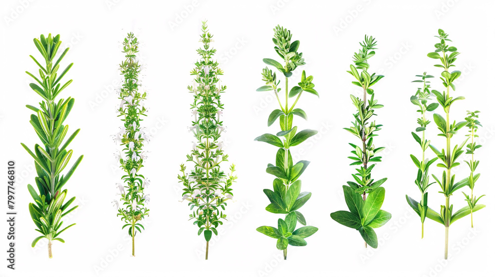 Collection of Rosemarinus officinalis prostrate, Creeping resemary on isolated transparent background Collection of Rosemarinus officinalis prostrate, Creeping resemary on isolated transparent background