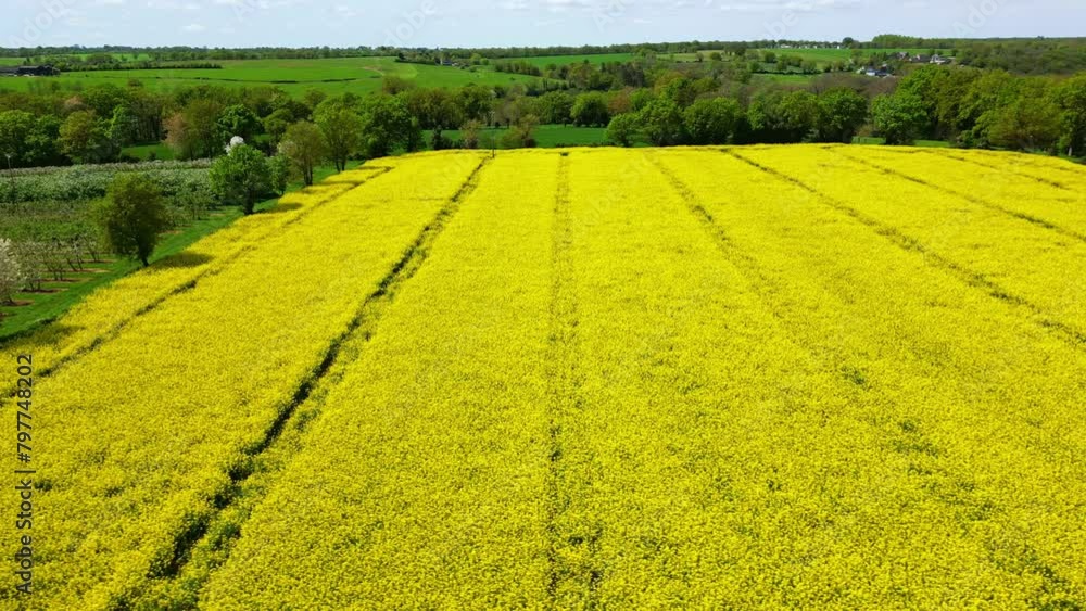 Flying over rapeseed yellow field. Aerial drone sideways Flying over rapeseed yellow field. Aerial drone sideways