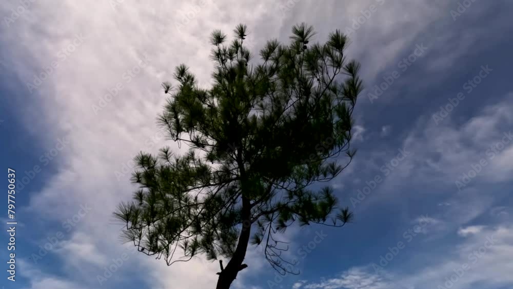 Low angle view of single tree leaves blown by the wind against a backdrop of a cloudy blue sky. Low angle view of single tree leaves blown by the wind against a backdrop of a cloudy blue sky.