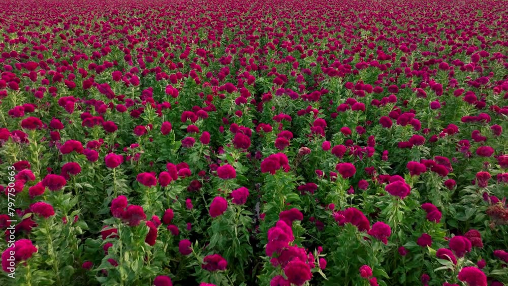 Aerial video of a velvet or terciopelo flower plantation Aerial video of a velvet or terciopelo flower plantation