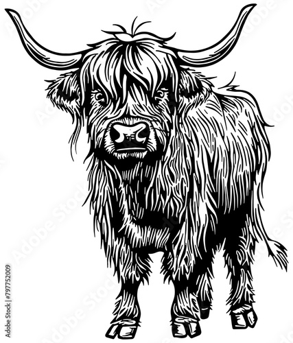 illustration of a Scottish highland cow, isolated 