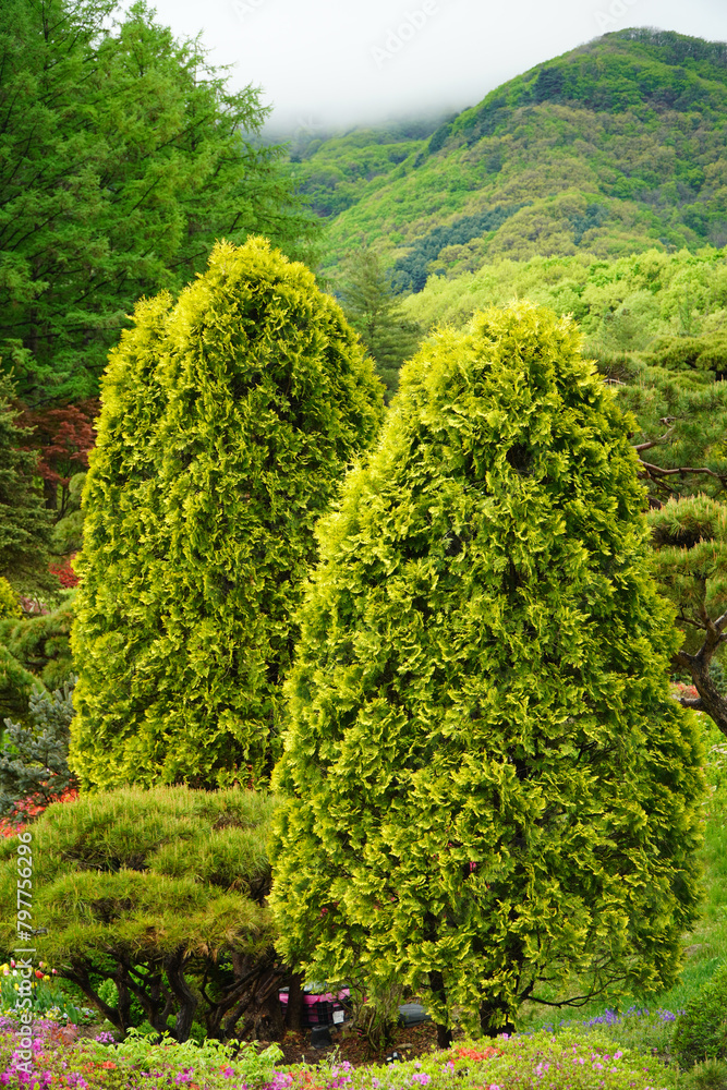 Morning Calm The beauty of the arboretum Morning Calm The beauty of the arboretum
