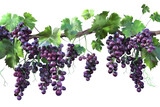 A cluster of plump grapes dangle gracefully from a lush vine in the golden sunlight