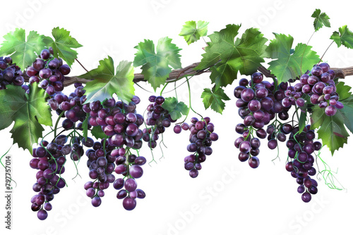 A cluster of plump grapes dangle gracefully from a lush vine in the golden sunlight photo