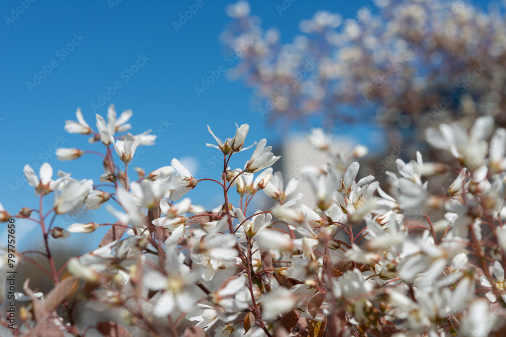 Fototapeta premium tiny blossoms on a blue sky