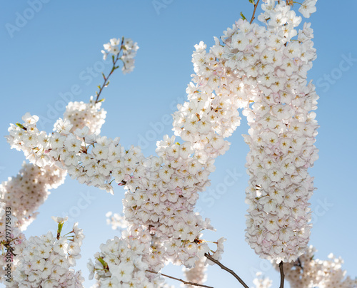 cherry tree blooms with some sun blacklight on a light blue sky