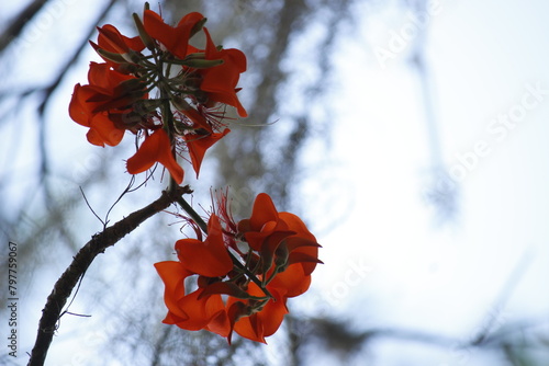 autumn leaves on a tree