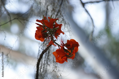 red autumn leaves