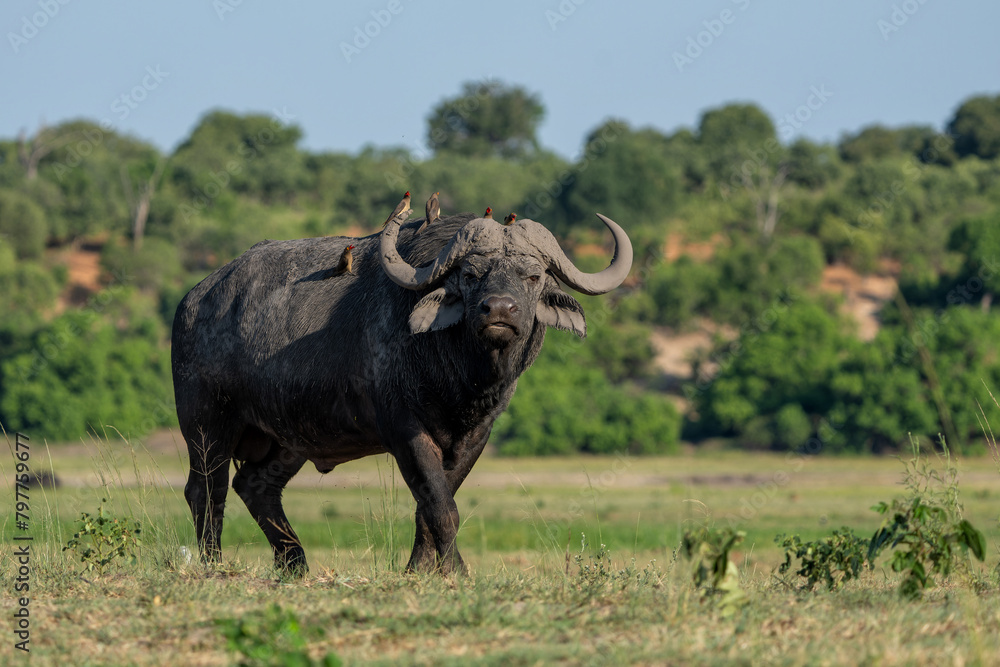 Red-billed oxpecker sitting on a african buffalo in Chobe National Park in Botswana Red-billed oxpecker sitting on a african buffalo in Chobe National Park in Botswana
