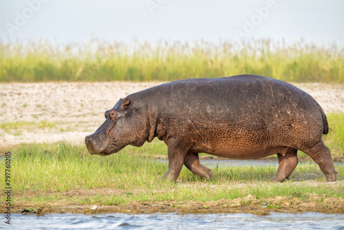 Hippo on the run on land in Chobe National Park in Botswana