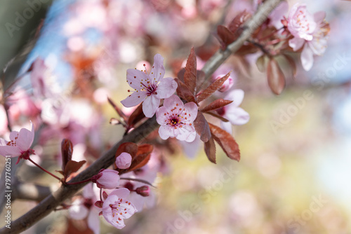 Plum Leaf Sand Cherry (Prunus × cistena) photo