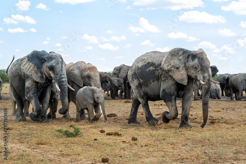 Elephant herd visiting a waterhole in Etosha National Park in Namibia