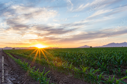 Beautiful sunset over agricultural fields in Maricopa, Arizona © Wirestock