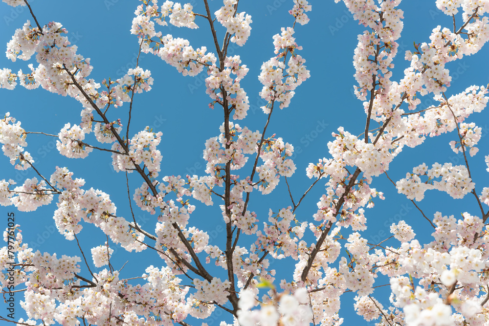 glancing up at simple branches spread across a blue sky