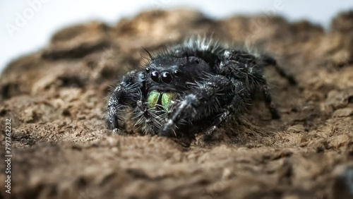 Close up of a Salticidae Bold Jumping Spider (Phidippus audax) with large green fangs. Long Island, New York, USA photo