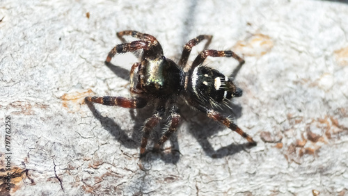 Close up of a Salticidae Bold Jumping Spider (Phidippus audax), side view. Long Island, New York, USA