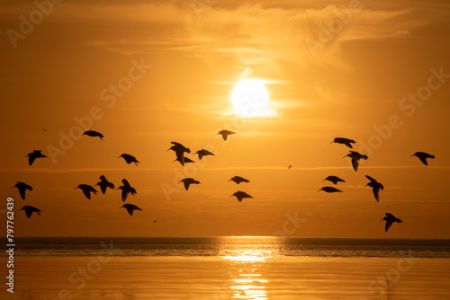 AI illustration of seagulls soar over ocean at sunset © Wirestock
