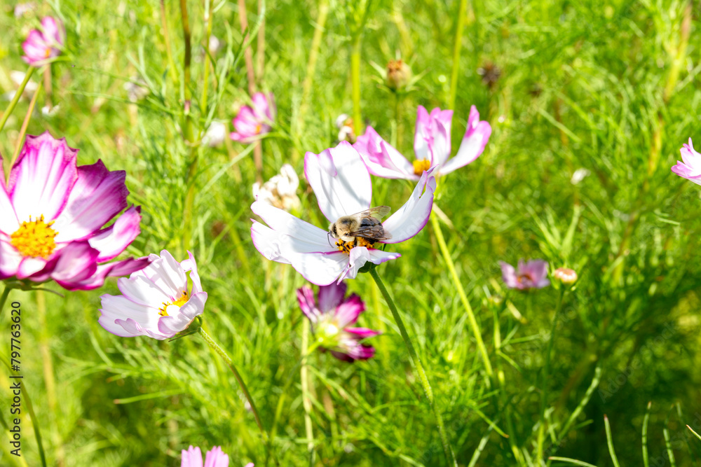 bumble bee on cosmo flower in bloom bumble bee on cosmo flower in bloom