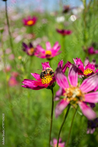 Garden cosmo with bumble bee © Cavan