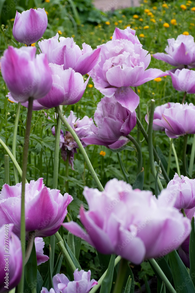 Fototapeta premium Purple Blyu Heron Tulip in bloom