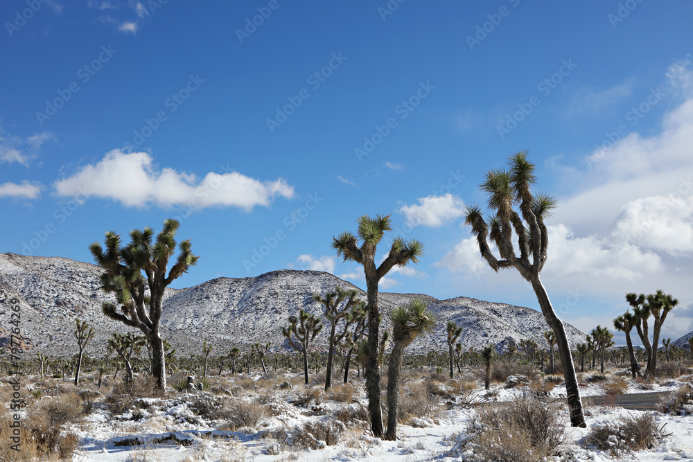Joshua Trees stand under blue skies with snow-covered hills