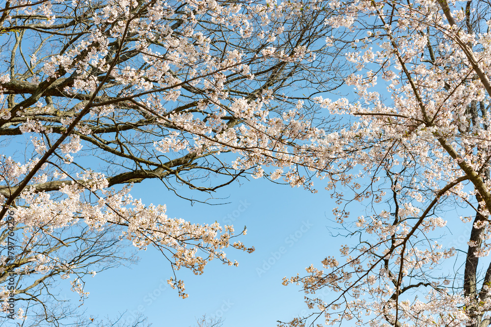 trees and cherry blossoms on a blue sky in spring