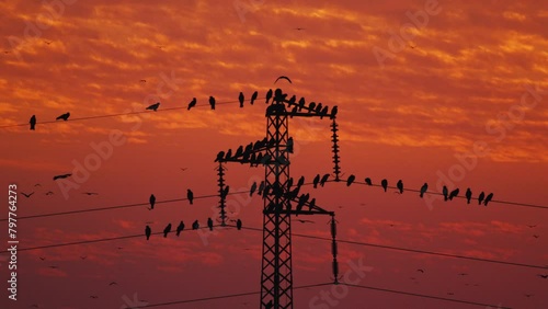 Silhouette of birds sitting on power lines at sunset