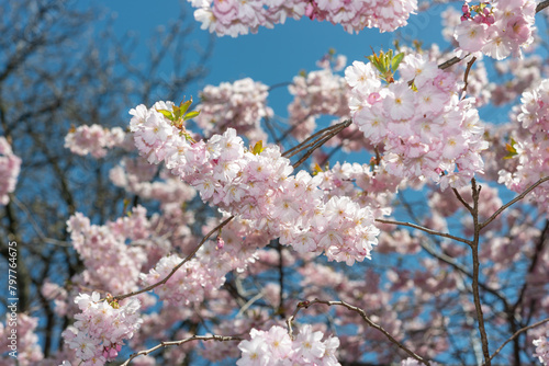 Sakura blossoms against blue sky