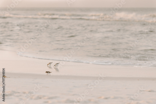 Peaceful birds wading on a soft-hued beach