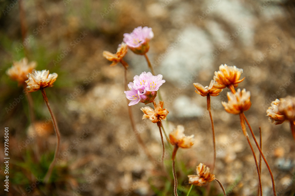 Pinks wildflowers stand out from earthy tones coastal background Pinks wildflowers stand out from earthy tones coastal background