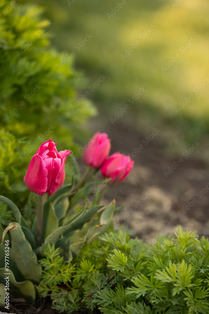Cluster of bright pink tulips surrounded by lush foliage