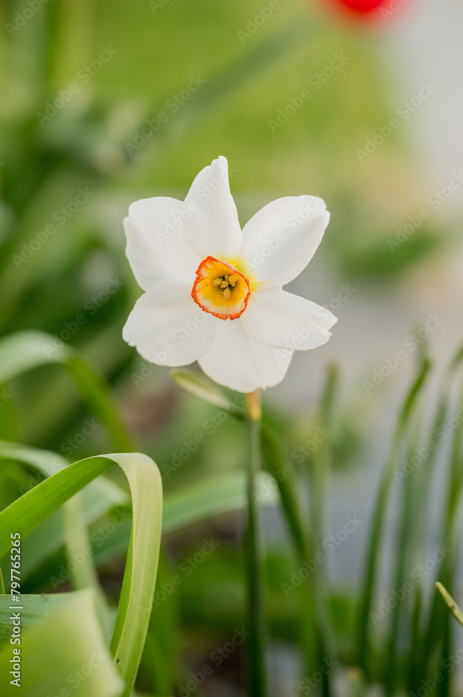 Fototapeta premium Single white daffodil with a fiery orange center in a sprig garden