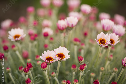 Field of pink daisy flowers in springtime