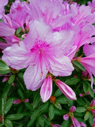 Big pink azalea (rhododendron) bush or shrub & leaves in the park japanese garden as background. Season of flowering purple azalea floral pattern. Amazing pink flowers & evergreen plant leaves texture